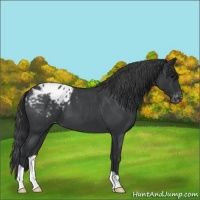 Horse Color:Blue Roan Appaloosa