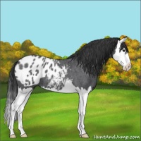 Horse Color:Blue Roan Splash Varnish 