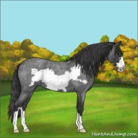 Horse Color:Blue Roan Frame Appaloosa 