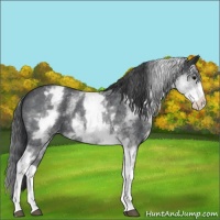 Horse Color:White Spotted Blue Roan Appaloosa