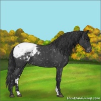 Horse Color:Blue Roan Appaloosa