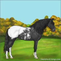 Horse Color:Blue Roan Appaloosa