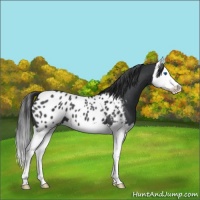 Horse Color:Blue Roan Splash Near Leopard 