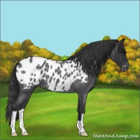 Horse Color:Blue Roan Near Leopard 