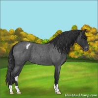 Horse Color:Blue Roan Varnish 