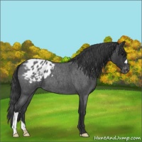 Horse Color:Blue Roan Appaloosa