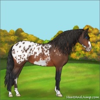 Horse Color:Bay Frame Appaloosa