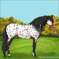 Horse Color:Brown Frame Appaloosa