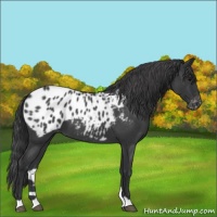 Horse Color:Blue Roan Appaloosa