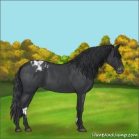 Horse Color:Blue Roan Varnish 