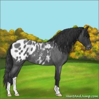 Horse Color:Blue Roan Appaloosa 