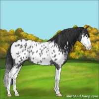 Horse Color:Blue Roan Splash Appaloosa 