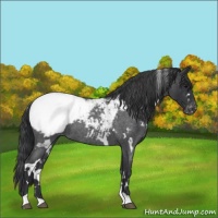 Horse Color:White Spotted Blue Roan Snowcap
