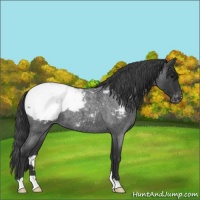 Horse Color:Blue Roan Appaloosa 
