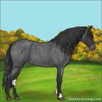Horse Color:Blue Roan Varnish 