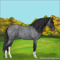 Horse Color:Blue Roan Appaloosa