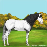 Horse Color:Blue Roan Splash Snowcap 