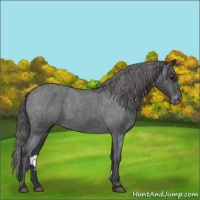 Horse Color:Blue Roan Varnish 