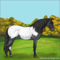 Horse Color:Blue Roan Snowcap 