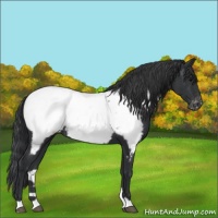 Horse Color:Black Near Fewspot 