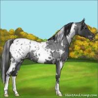 Horse Color:White Spotted Blue Roan Frame Appaloosa 