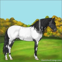 Horse Color:White Spotted Blue Roan Near Fewspot 