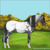 Horse Color:White Spotted Blue Roan Snowcap 