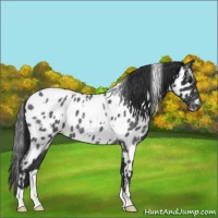 Horse Color:White Spotted Blue Roan Near Leopard 