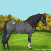 Horse Color:Blue Roan Appaloosa 