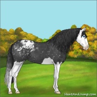 Horse Color:Blue Roan Splash Snowflake Varnish 