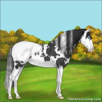 Horse Color:White Spotted Blue Roan Splash Varnish 