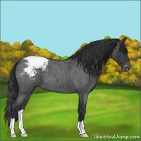 Horse Color:Blue Roan Snowcap 