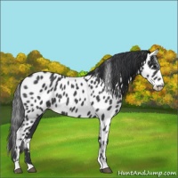 Horse Color:Blue Roan Appaloosa 