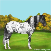 Horse Color:White Spotted Blue Roan Appaloosa