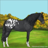 Horse Color:Blue Roan Appaloosa 