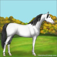 Horse Color:Blue Roan Appaloosa 