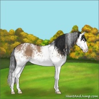 Horse Color:White Spotted Bay Dun Sabino Splash