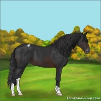 Horse Color:Brown Appaloosa 