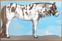 Horse Color:White Spotted Liver Red Dun Appaloosa Rabicano