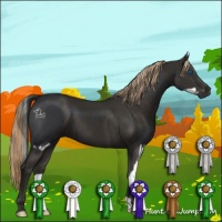 Horse Color:Black Splash  and Liver Chestnut 