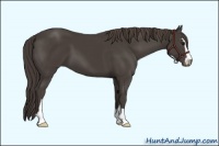 Horse Color:Smoky Black Sabino