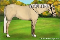 Horse Color:Silver Amber Champagne Dun