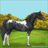 Horse Color:Black Tobiano