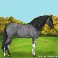 Horse Color:Blue Roan Tobiano