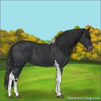 Horse Color:Black Tobiano Appaloosa 