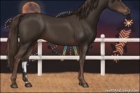 Horse Color:Liver Chestnut 