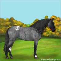Horse Color:Midnight Blue Ice Roan Appaloosa Rabicano 