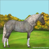 Horse Color:Midnight Palomino Ice Roan Rabicano 