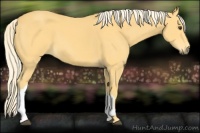 Horse Color:Palomino 