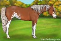 Horse Color:Silver Bay Sabino 